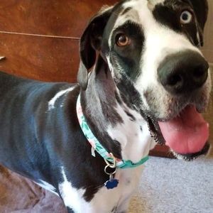 Meet your Posher, Robin